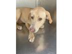 Adopt Beetle a Tan/Yellow/Fawn Labrador Retriever / Mixed dog in Fort Worth
