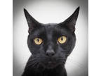 Adopt Lucky a All Black Domestic Shorthair / Mixed (short coat) cat in Largo