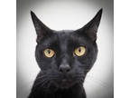 Adopt Lucky a All Black Domestic Shorthair / Mixed cat in Largo, FL (41240121)