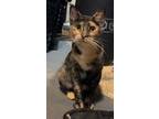 Adopt Pookie a All Black Domestic Shorthair / Mixed Breed (Medium) / Mixed