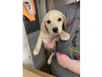 Adopt Rocky Adoption Pending a Tan/Yellow/Fawn Labrador Retriever / Mixed dog in