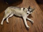 Adopt Sasha a White - with Gray or Silver Husky / Mixed dog in Sherman