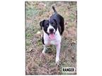 Adopt Ranger a Black - with White Retriever (Unknown Type) dog in Maryville