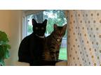 Adopt Squid and Dude a All Black American Shorthair / Mixed (short coat) cat in