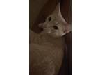 Adopt H Three a Tan or Fawn American Shorthair (short coat) cat in Humble
