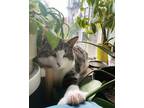 Adopt Morris a Gray or Blue (Mostly) Domestic Shorthair / Mixed (short coat) cat