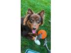 Adopt Charlie a Brown/Chocolate Australian Shepherd / Mixed dog in Westland