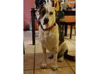 Adopt Sarge a Tricolor (Tan/Brown & Black & White) Catahoula Leopard Dog / Mixed