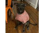 Adopt Dolly a Black - with Tan, Yellow or Fawn American Pit Bull Terrier / Mixed