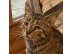 Adopt Percy a Tiger Striped Domestic Shorthair (short coat) cat in Bridgeport