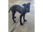 Adopt Tater Tot a Black - with White Terrier (Unknown Type