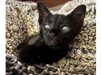 Adopt Grizz a All Black Domestic Shorthair (short coat) cat in Jacksonville