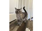 Adopt Stella a Gray or Blue (Mostly) Tabby / Mixed (short coat) cat in Milford