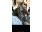 Adopt Bruno a Gray/Silver/Salt & Pepper - with White Cane Corso / Mixed dog in