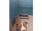 Adopt peter a Gray/Silver/Salt & Pepper - with White American Pit Bull Terrier /