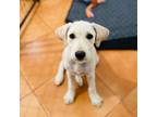 Adopt Brandy a Mixed Breed (Medium) / Mixed dog in San Diego, CA (41329537)