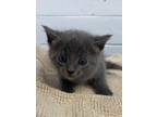 Adopt Jane a Domestic Shorthair / Mixed (short coat) cat in Brownwood