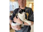 Adopt Fred a Black & White or Tuxedo Calico / Mixed (short coat) cat in