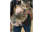 Adopt Kitty a Tiger Striped RagaMuffin / Mixed (short coat) cat in Lewisburg