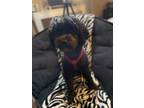 Adopt Dior a Black Maltipoo / Mixed dog in Fountain Inn, SC (41329551)