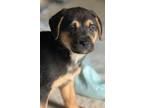 Adopt (ba) Queenie a Mixed Breed (Medium) / Mixed dog in Fargo, ND (41329548)