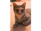 Adopt Patty a Domestic Shorthair / Mixed (short coat) cat in Buford