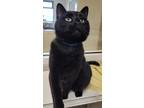 Adopt Bagheera a Domestic Shorthair / Mixed (short coat) cat in Fremont