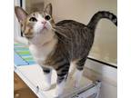 Adopt Marsha a Domestic Shorthair / Mixed (short coat) cat in Fremont