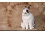 Adopt Cupcake a Other/Unknown / Mixed (short coat) rabbit in Scotts Valley