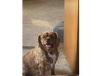 Adopt Sally a Red/Golden/Orange/Chestnut Cavalier King Charles Spaniel / Mixed