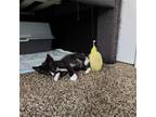 Adopt Jethro Tull a Black & White or Tuxedo Domestic Mediumhair / Mixed cat in