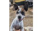Adopt Sawyer a Jack Russell Terrier / Mixed Breed (Medium) / Mixed dog in
