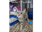 Adopt Sacha a Domestic Shorthair / Mixed (short coat) cat in Glenfield