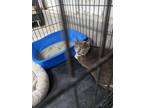 Adopt Capri a Domestic Shorthair / Mixed (short coat) cat in Glenfield