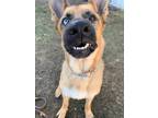 Adopt Dirk a German Shepherd Dog / Husky / Mixed dog in Glenfield, NY (39736190)