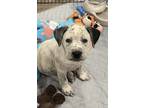 Adopt Prudence Puppy - Conner a White Boxer / Mixed dog in Austin, TX (41329447)