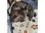 Adopt Pongo a Dachshund dog in Garland, TX (41329430)