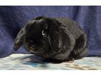 Adopt Ryna a Black Lop, Holland rabbit in Westford, MA (41318071)