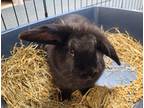 Adopt Skeeter a Black Lionhead rabbit in Westford, MA (41329432)