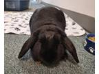 Adopt Scooter a Black Mini Lop / Mixed rabbit in Westford, MA (41329431)