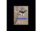 Adopt Sebastian a Black & White or Tuxedo Domestic Shorthair (short coat) cat in