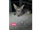 Adopt Bobby Shenke a Brown Tabby Domestic Shorthair / Mixed (short coat) cat in