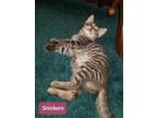 Adopt Snickers Shenke a Gray, Blue or Silver Tabby Domestic Shorthair / Mixed