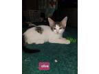 Adopt Olive Shenke a White (Mostly) Domestic Shorthair / Mixed (short coat) cat