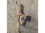 Adopt Rhea a Hound (Unknown Type) / Hound (Unknown Type) dog in East Greenwich