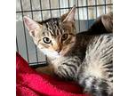 Adopt Cinnamon a Domestic Shorthair / Mixed (short coat) cat in Columbia