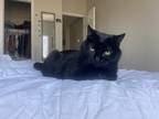 Adopt Keira a All Black Domestic Shorthair (short coat) cat in Littleton