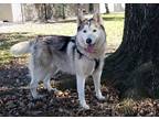 Adopt Valentina a Siberian Husky / Mixed dog in San Gabriel, CA (39070516)