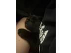 Adopt Mama a All Black Domestic Mediumhair / Mixed (medium coat) cat in Baytown