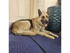 Adopt Greta a Tan/Yellow/Fawn - with Black German Shepherd Dog / Mixed dog in